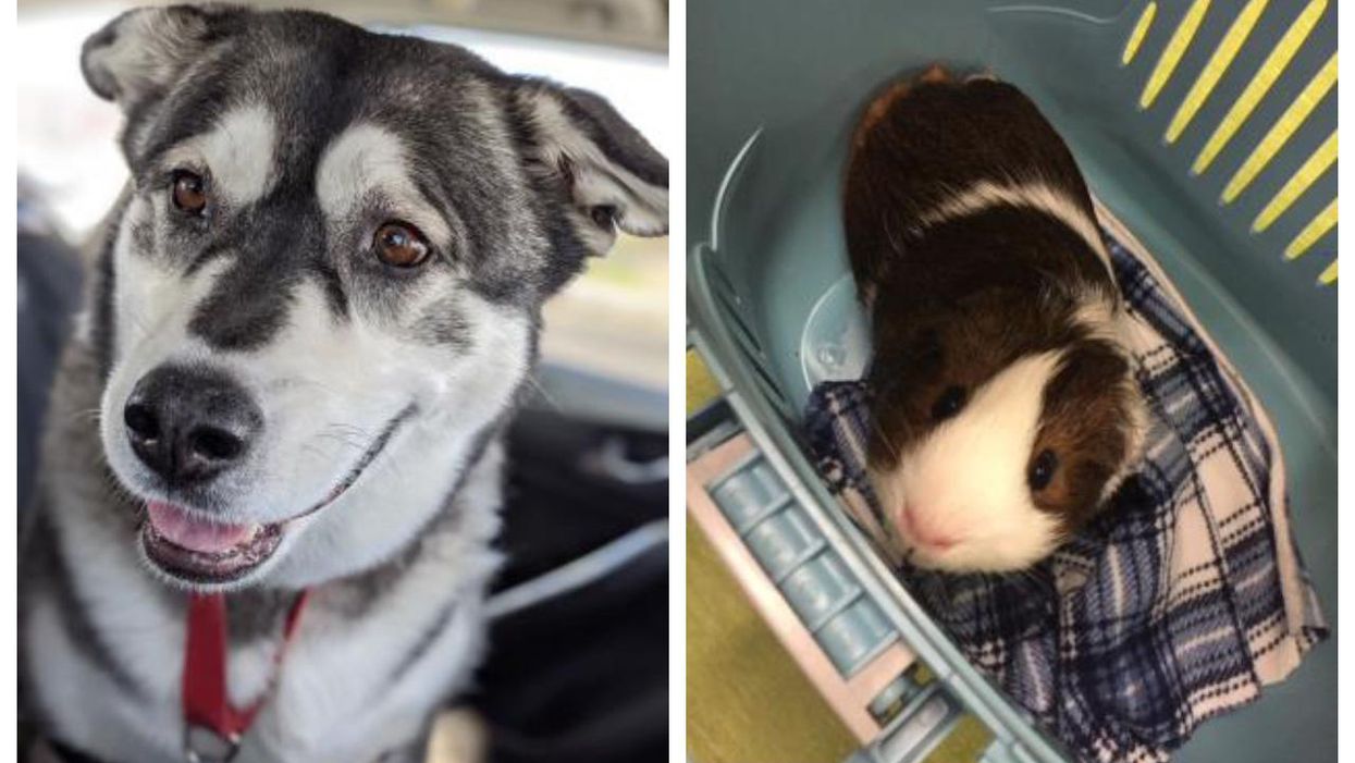 11 animaux en attente d'adoption à la SPCA de Montréal
