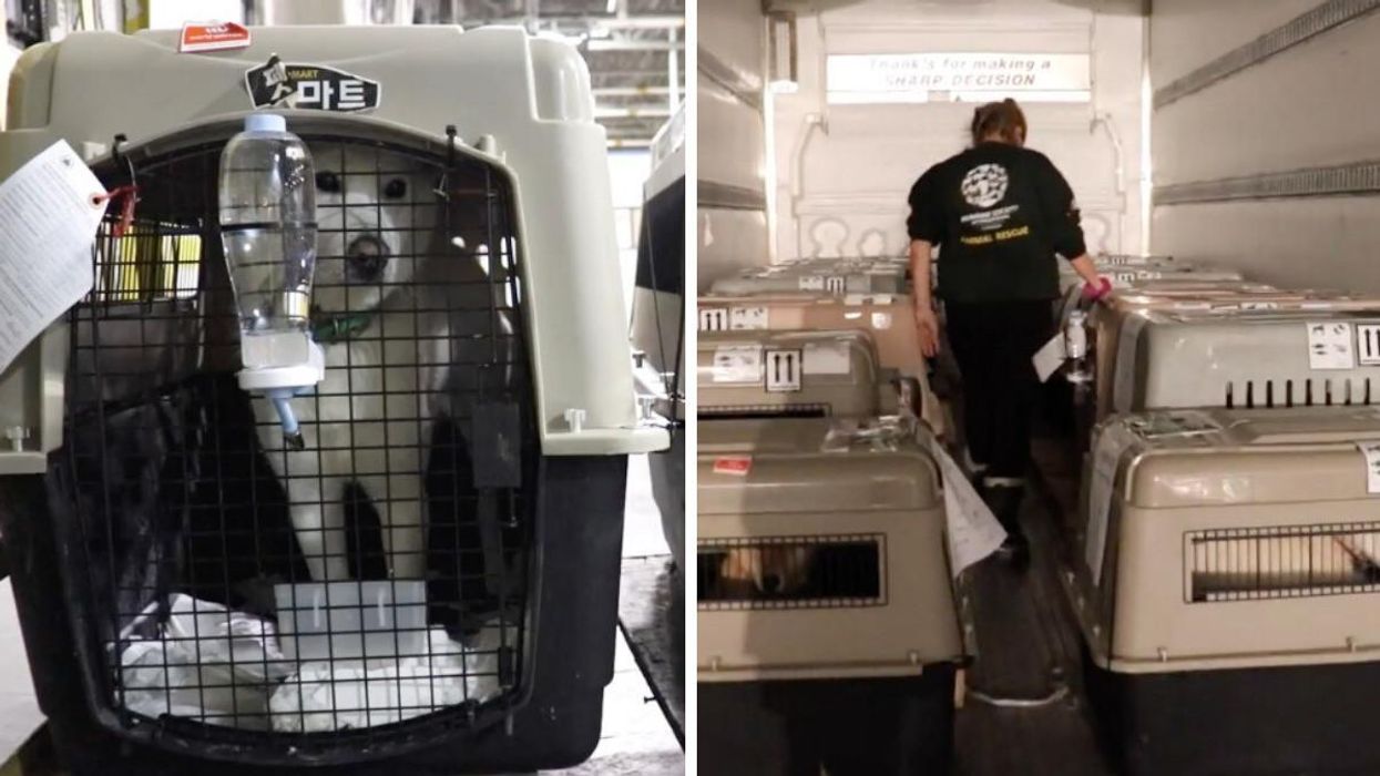 110 Dogs Need A Forever Home After Being Rescued From A Meat Farm & Brought To Ontario