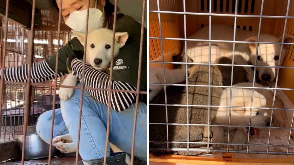 110 Dogs Will Arrive Safe In Toronto This Week After Being Rescued From A Meat Farm (PHOTOS)