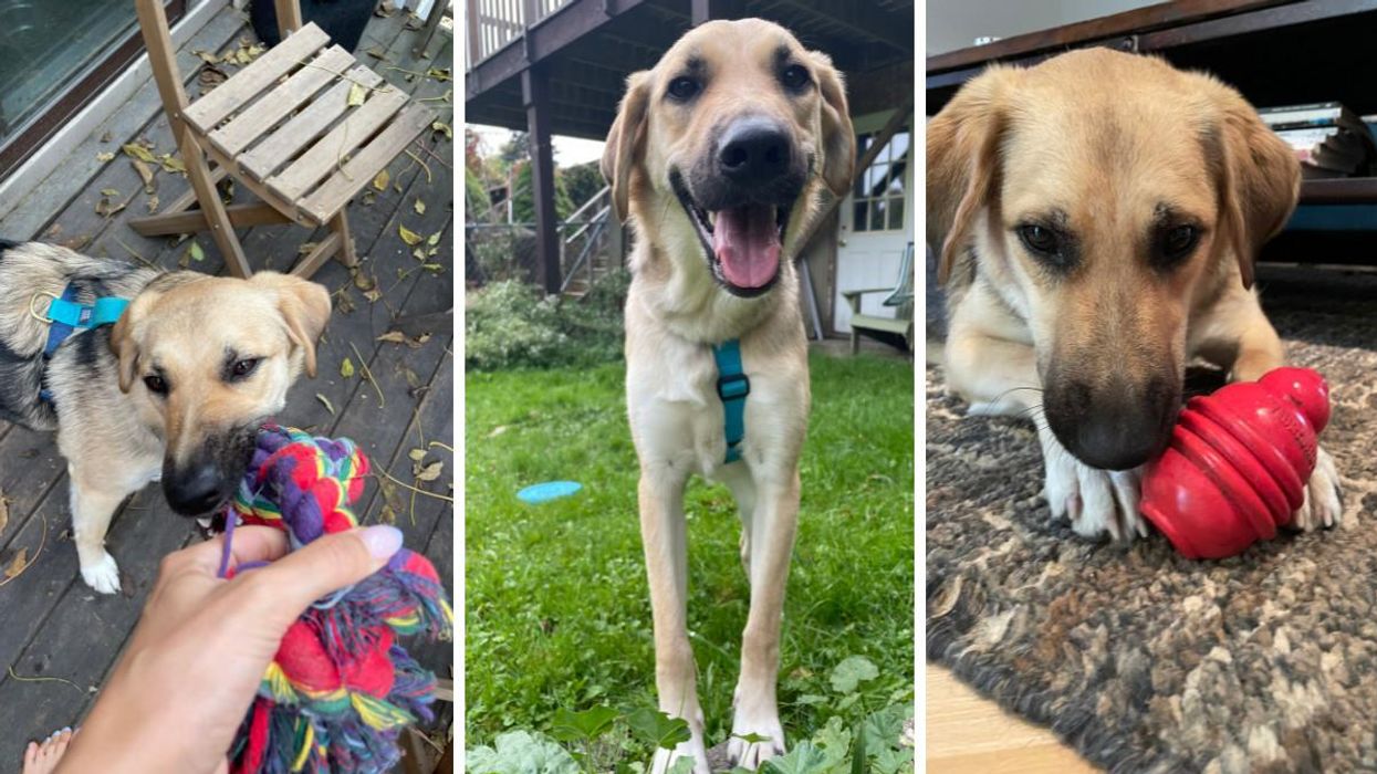 12 Pet Products I've Tried & Highly Recommend To Anyone Who Just Got A Dog