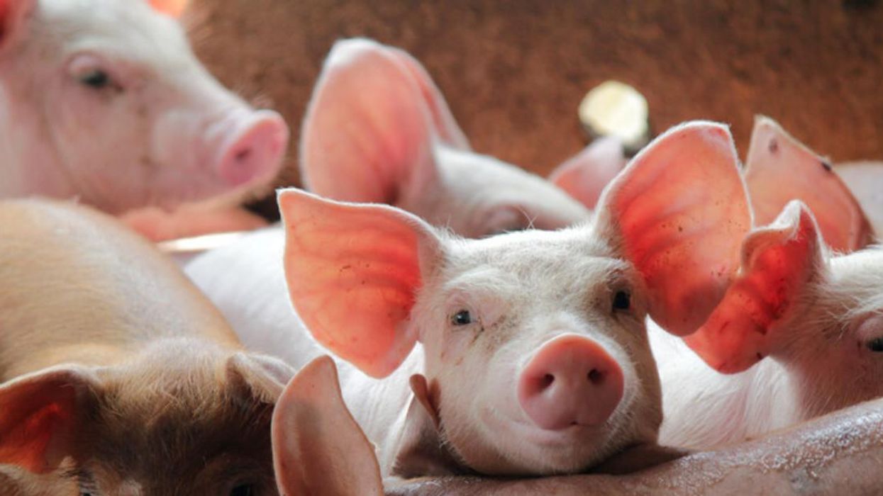 130 000 porcs à l'usine Olymel pourraient être euthanasiés