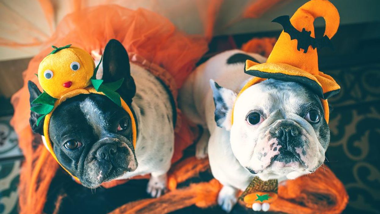 14 Pet Costumes You Can Buy In Canada If You Just Can't Stop Yourself From Going All Out