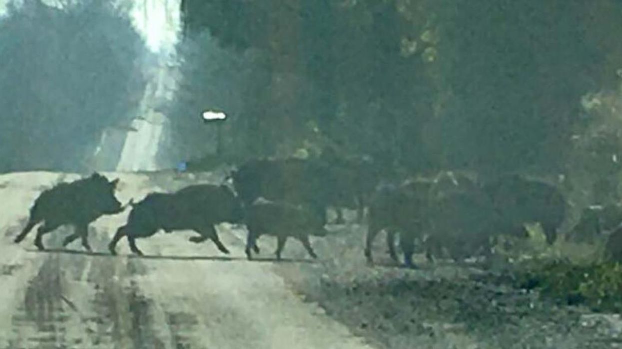 14 Wild Boars Were Captured In Pickering But Officials Still Don’t Know Where They Came From