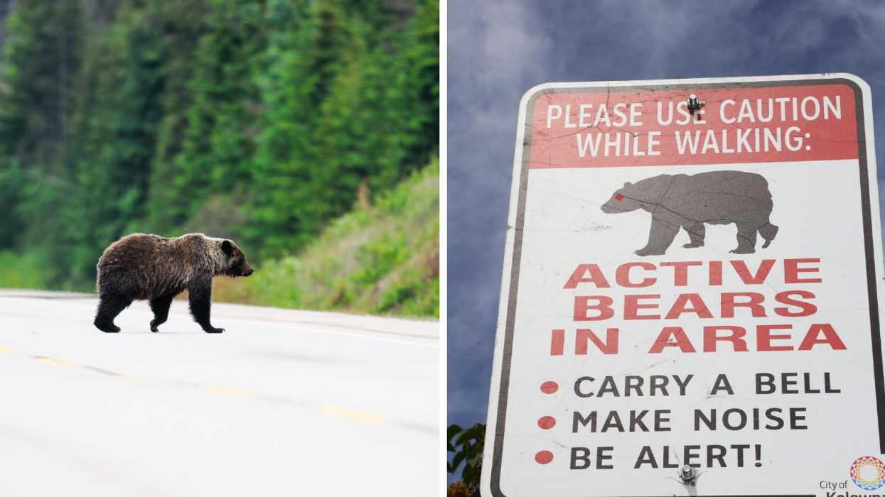 2 Bears Were Spotted In A Calgary Neighbourhood & People Are Asked To Be On The Lookout