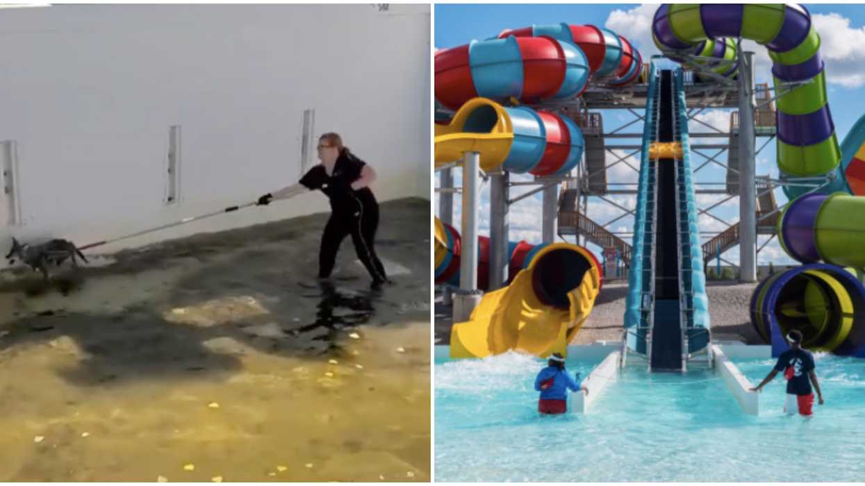 2 Brampton Coyotes Had To Be Rescued From An Empty Wet N' Wild Pool Yesterday