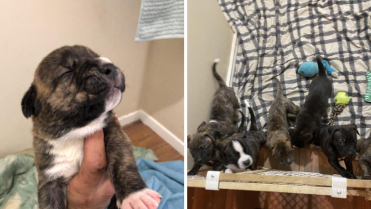 2-month-old puppy. Right: Litter of puppies.