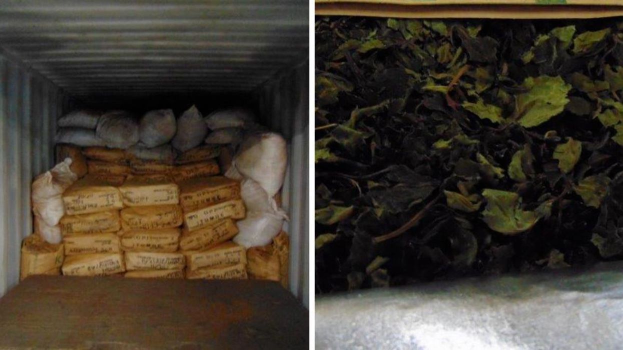 2 Tonnes Of 'Khat' Was Seized From A Ship Container Arriving In Vancouver & It Looks Wild