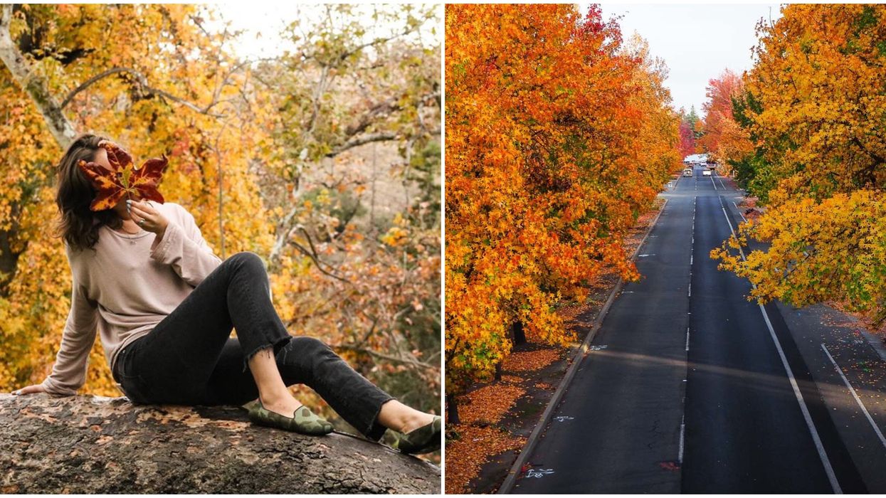 2020 Fall Foliage Prediciton Map Will Help You Plan A Colorful California Trip This Season