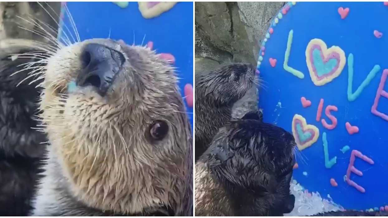3 Otters At The Vancouver Aquarium Celebrated Pride In The Most Adorable Way (VIDEO)