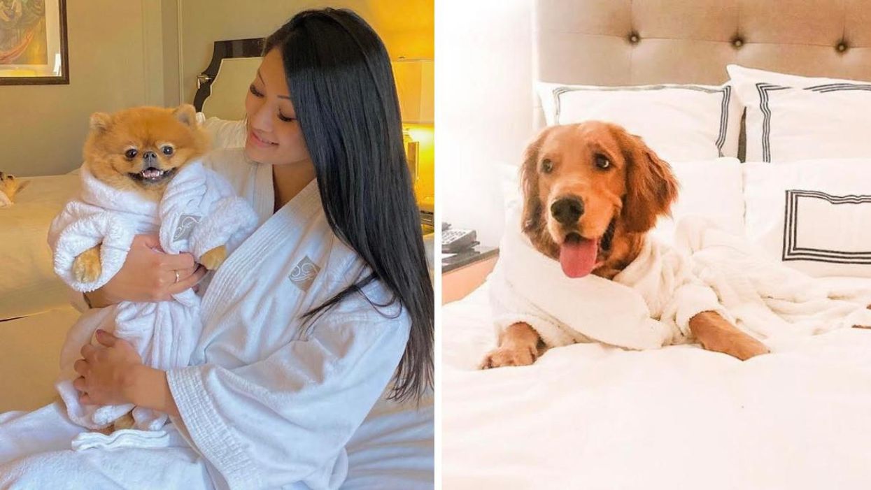 5 Dog-Friendly Hotels In Vancouver That Are Perfect For A Vacation With Your Pup