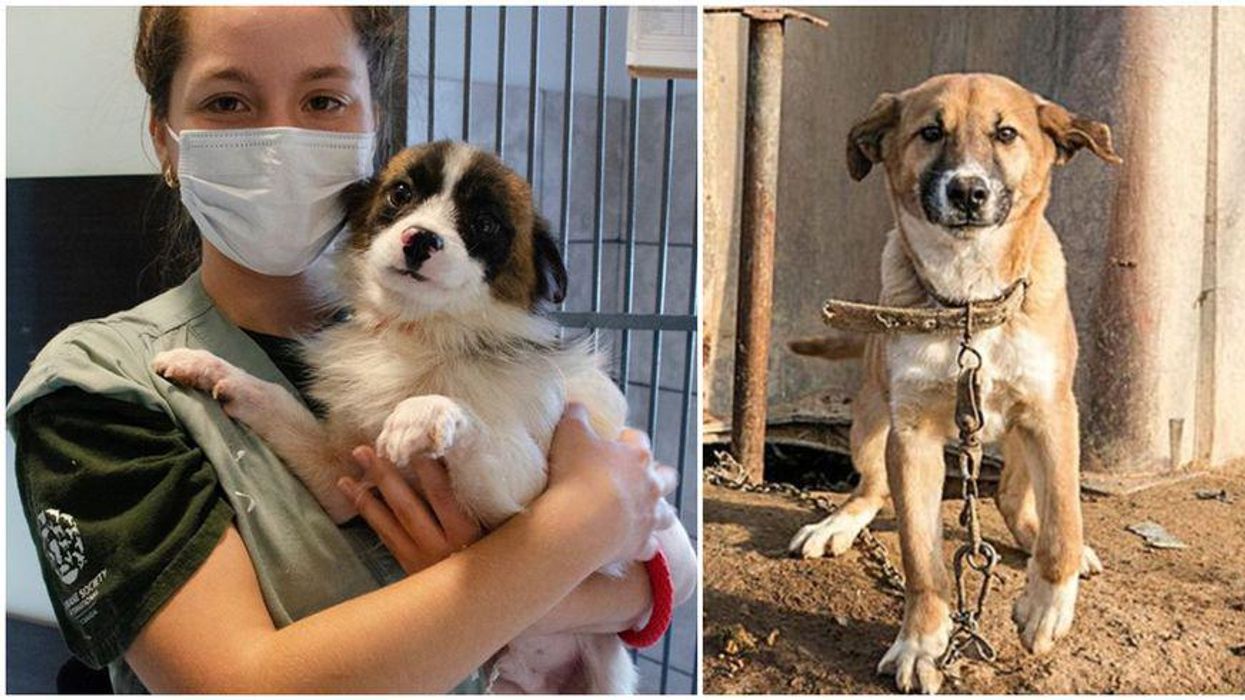50 chiens sauvés en Corée du Sud seront envoyés à Montréal et pourront être adoptés