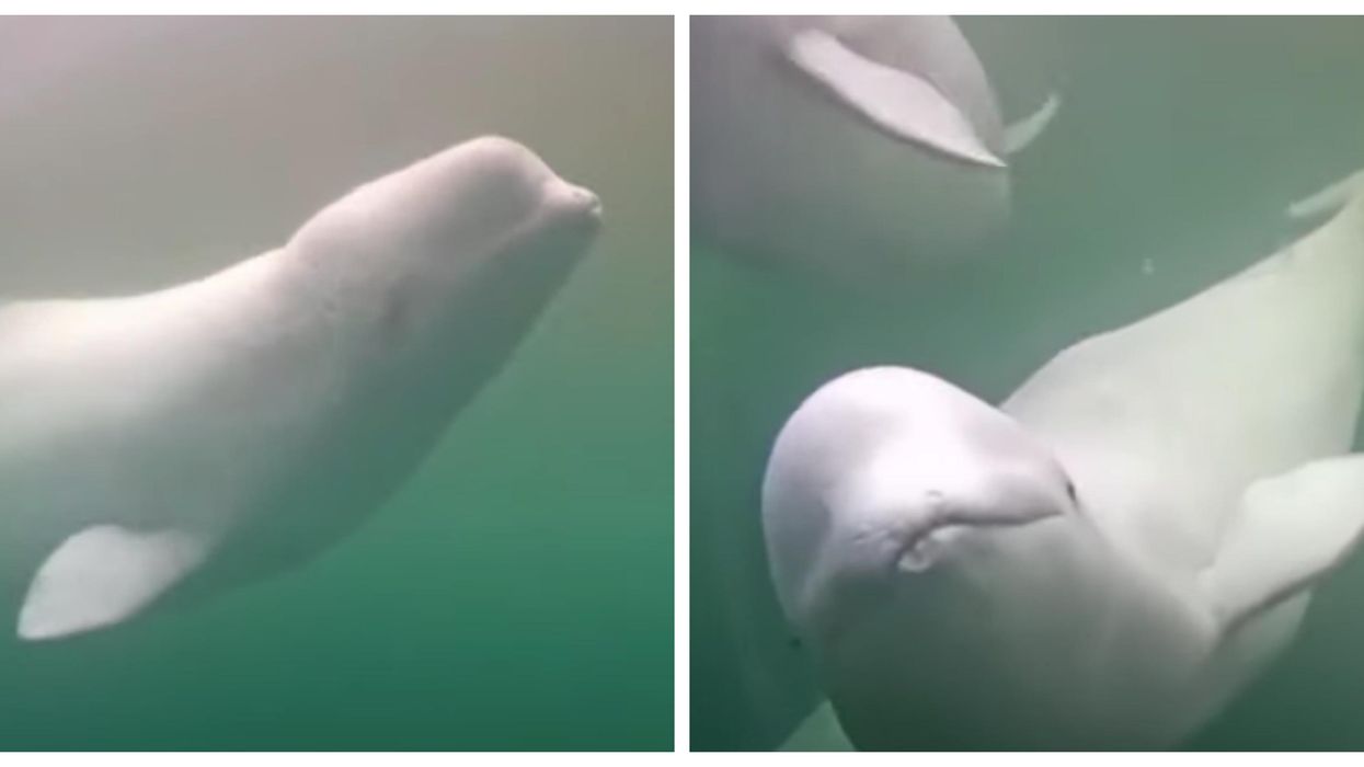 57,000 Beluga Whales Are Migrating Across Canada Right Now & You Can Watch Them Live