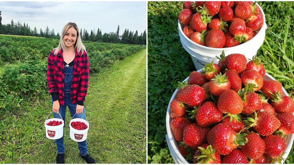 6 Edmonton U-Pick Farms To Visit If You Love The Taste Of Summer