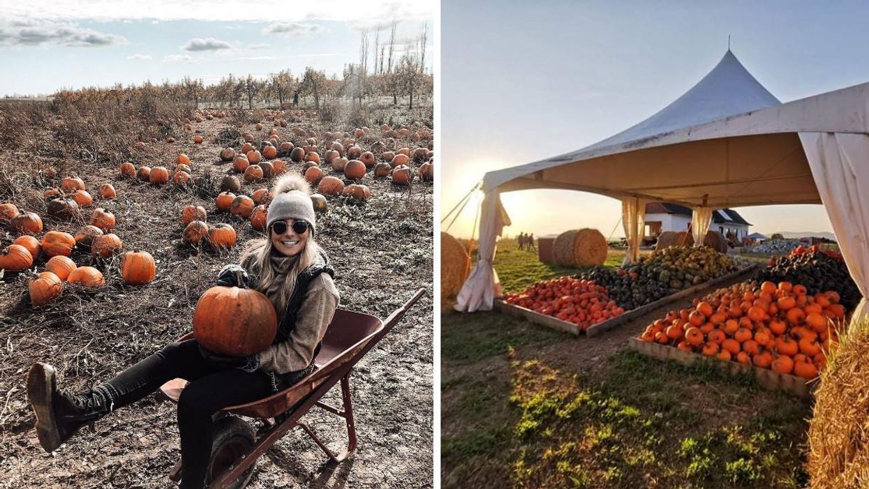 6 endroits magnifiques où aller chercher ta citrouille à la dernière minute près de Québec