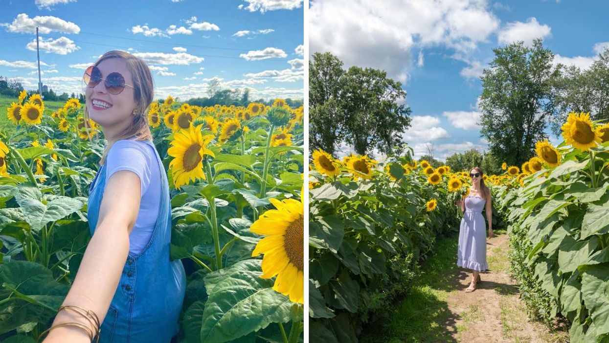 6 Sunflower Fields Near Ottawa Where You Can Explore A Golden Paradise
