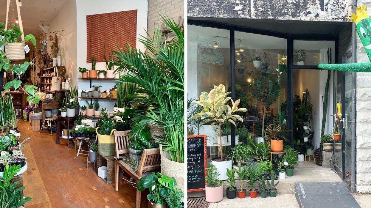 6 Toronto Plant Shops You Can Hit Up If You're Dreaming Of A Green Christmas