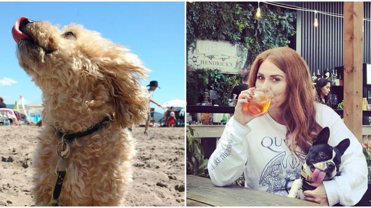 7 activités à faire avec ton chien au Québec cet été