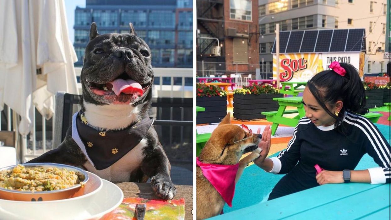 7 Dog Friendly Patios In Toronto To Try ASAP