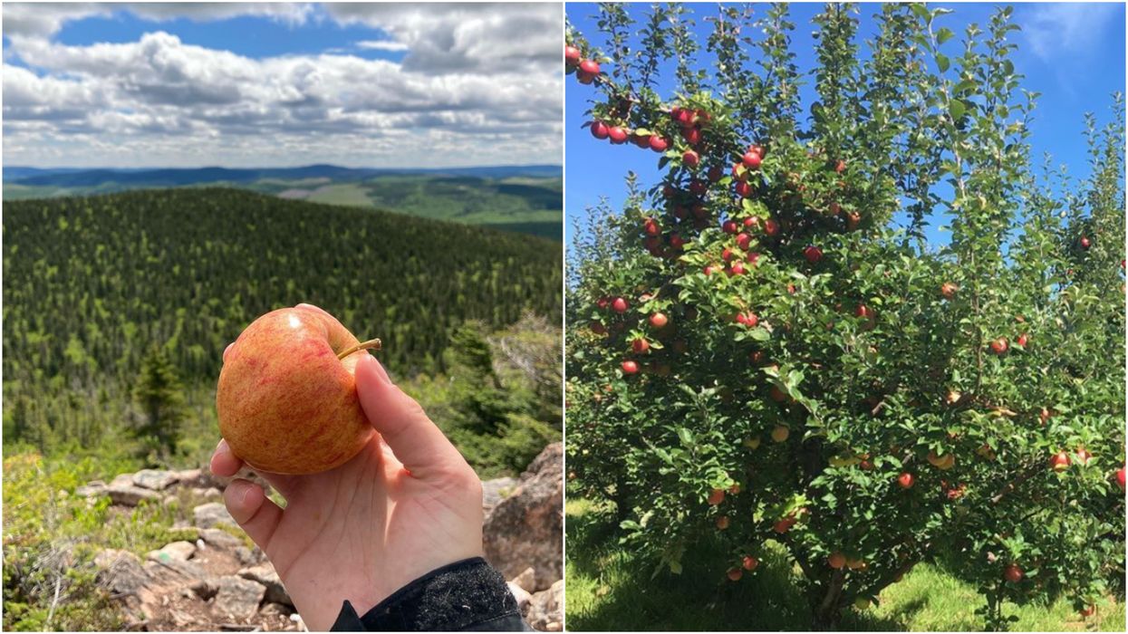 7 Jobs In Canada That Will Actually Pay You To Go Apple Picking This Fall