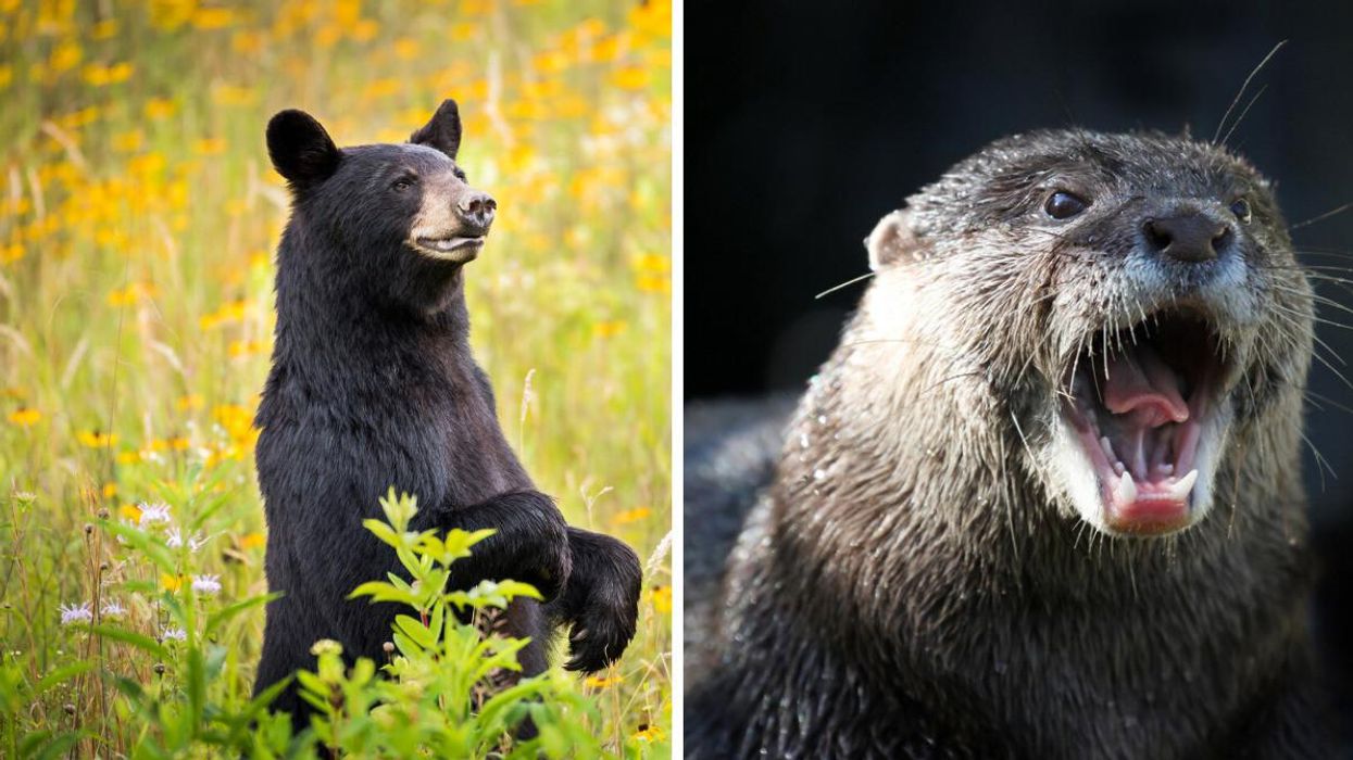 7 Of The Strangest Calls BC Conservation Officers Got In 2021 & It Includes Bear Compensation