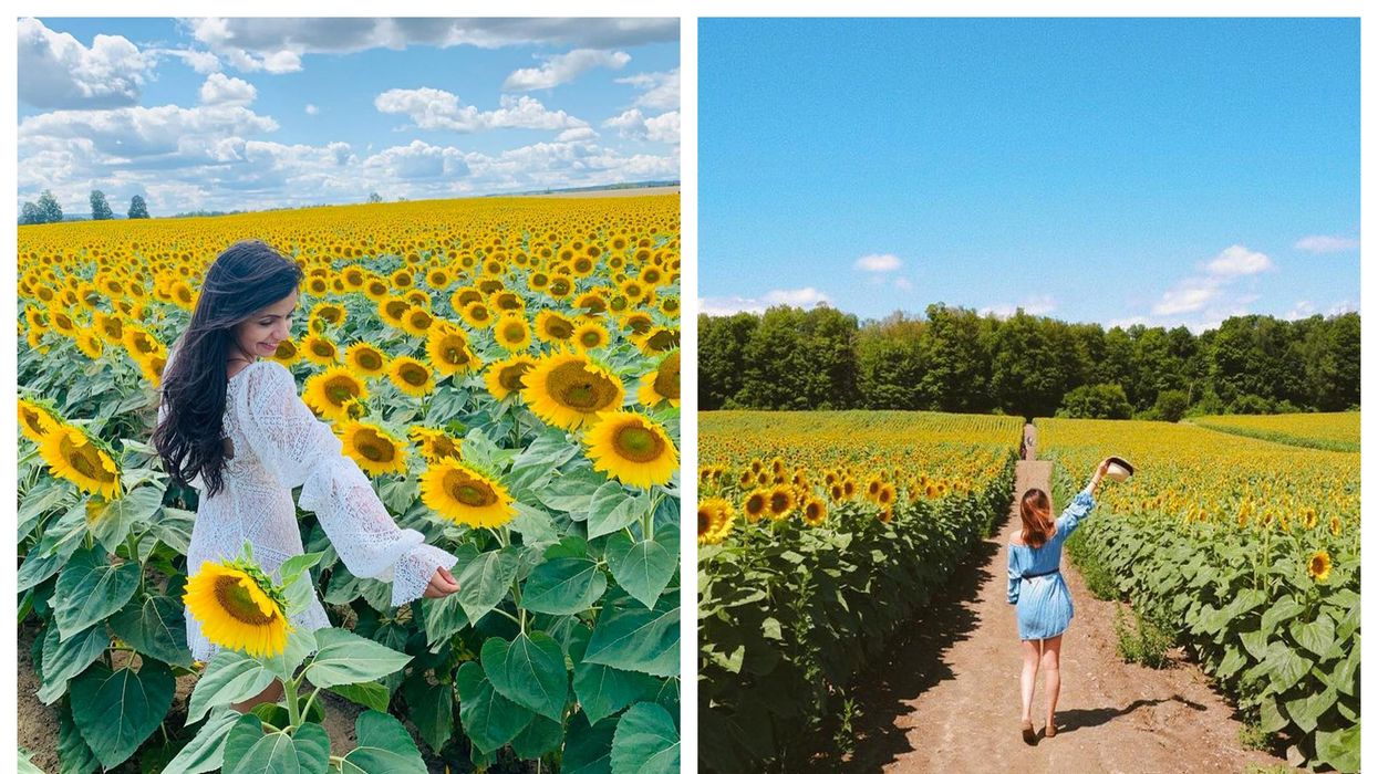 7 Sunflower Fields In Ontario Where You Can See Thousands Of Blooms