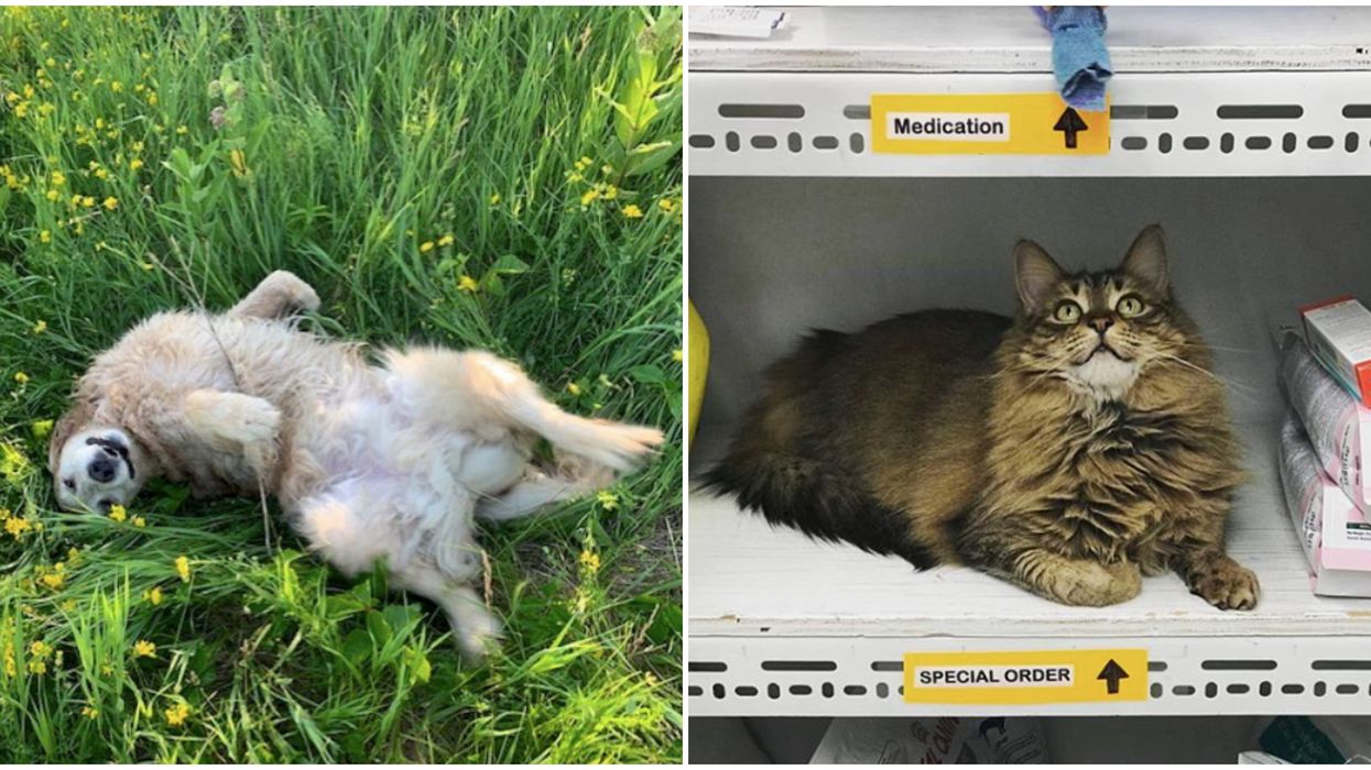 7 Toronto Companies Are Hiring People To Spend Time With And Care For Animals