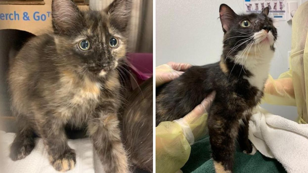 71 Kittens Were Rescued From A 'Hoarding Situation' In BC & The Photos Are Heartbreaking