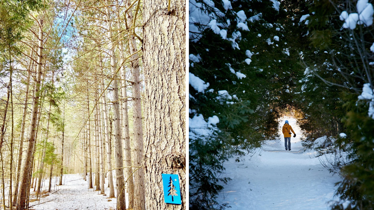 8 Best Hikes Near Ottawa To Explore Magical Forests, According To A Local Pro