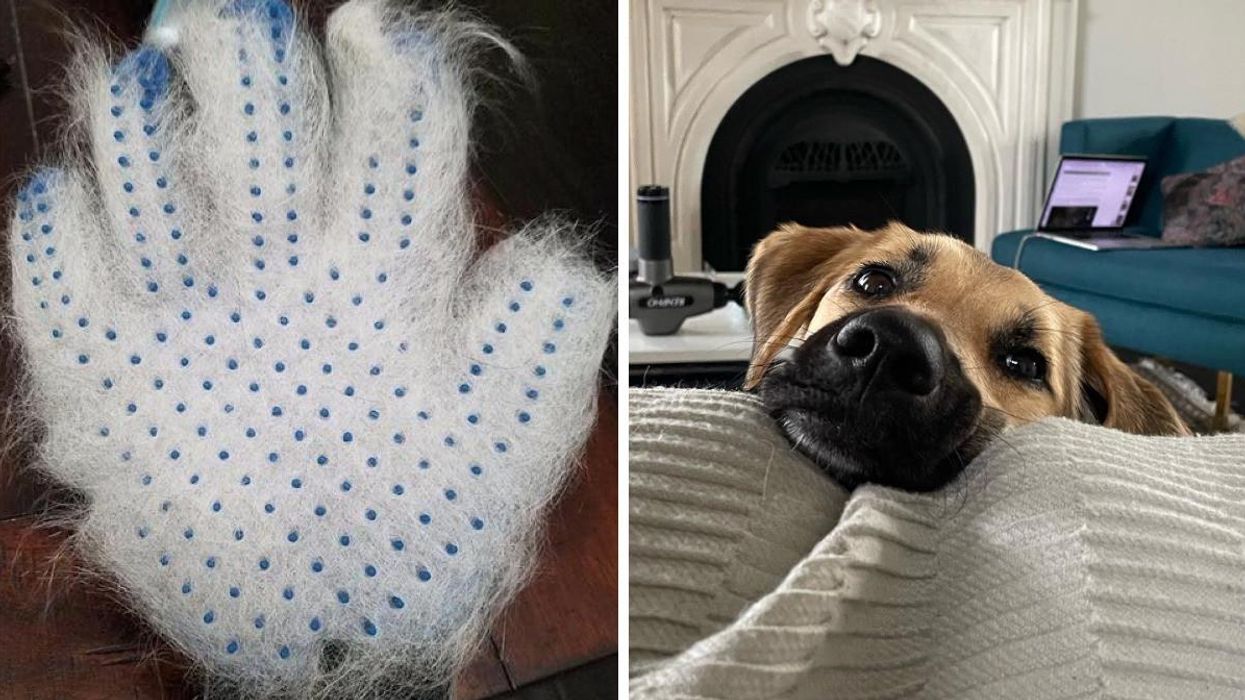 8 Handy Products You'll Love If Your Cat Or Dog Sheds Like There's No Tomorrow