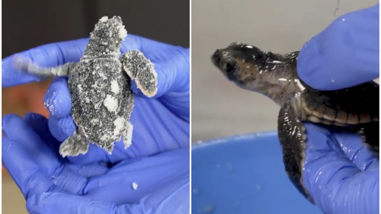 87 Lost Little Baby Sea Turtles Were Rescued From A Storm Drain In Florida (VIDEO)
