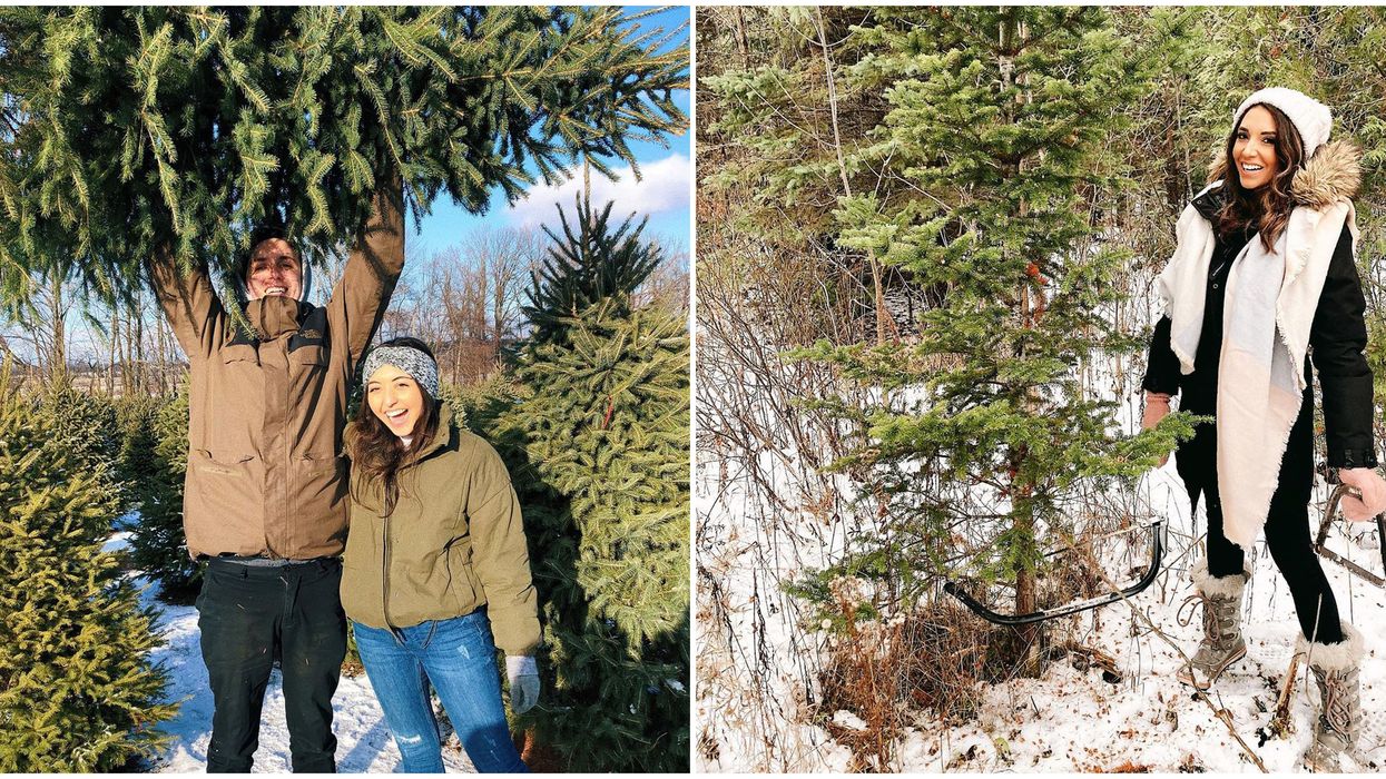 9 Christmas Tree Farms Near Ottawa Where You Can Spruce Up Your Holiday