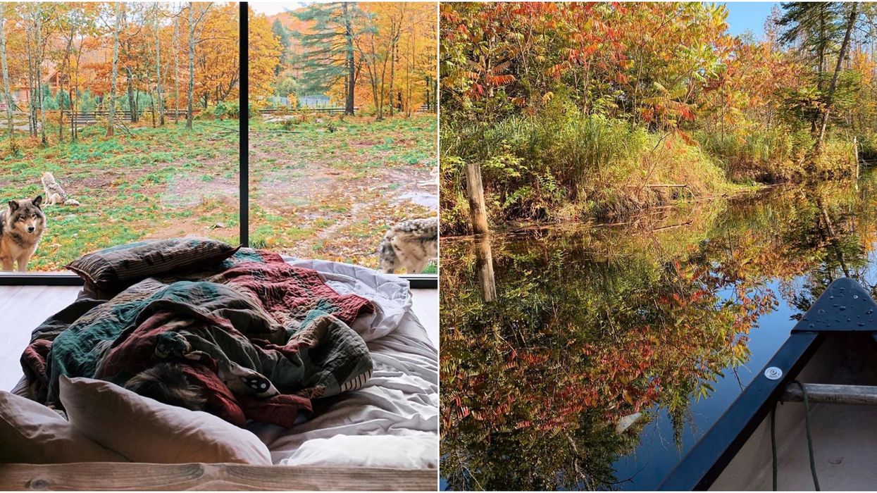 9 endroits extraordinaires pour observer des animaux en nature au Québec cet automne