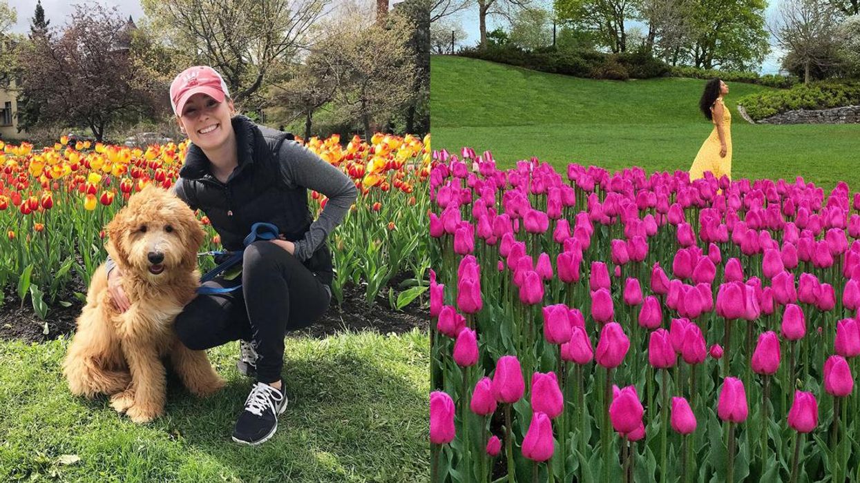 9 Places To See Tulips In Ottawa That Aren't Commissioners Park