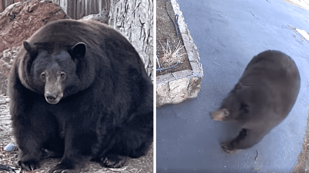 A 500-Pound Bear Keeps Breaking Into Cali Homes & They're Calling Him 'Hank The Tank'
