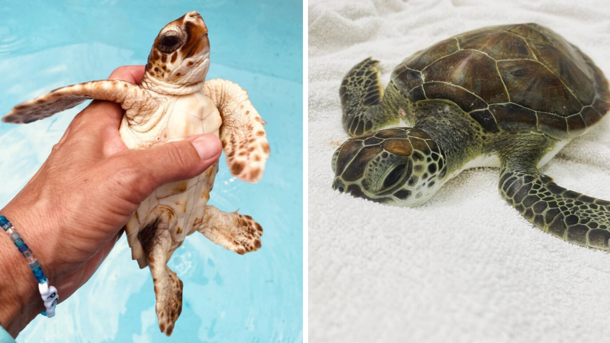 A baby sea turtle being held by a human hand. Right: A baby sea turtle laying on a towel.