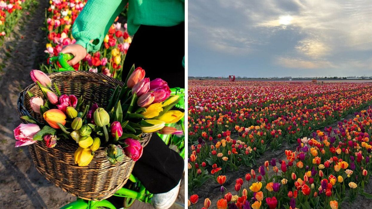 A basket filled with tulips. Right: A colourful tulip field.