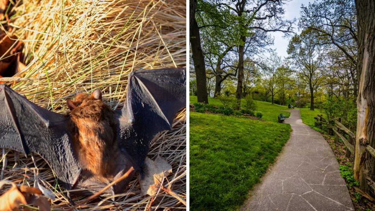 A Bat From High Park Tested Positive For Rabies & Toronto Is ‘Alerting’ The Public