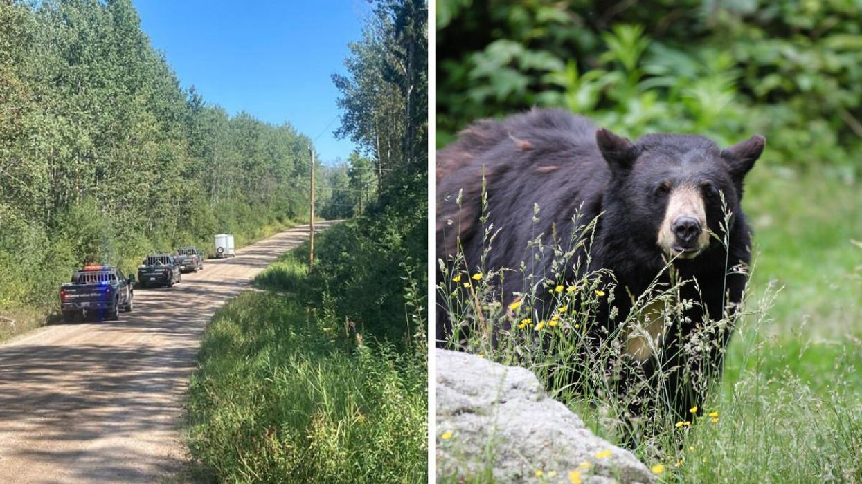 A BC Bear Attacked A Hiker Twice In A Row & He Somehow Survived