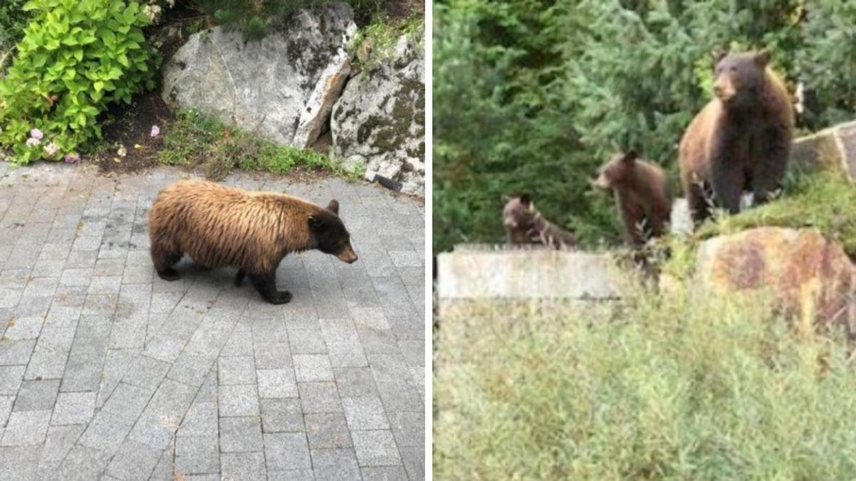 A BC Woman Has Been Fined $60K For Feeding Black Bears On Her Property