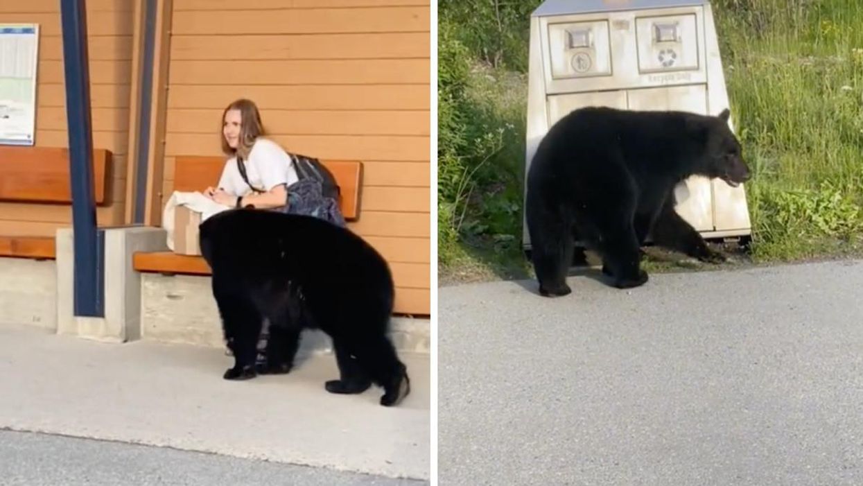 A bear approaching a person in B.C. Right: A black bear.