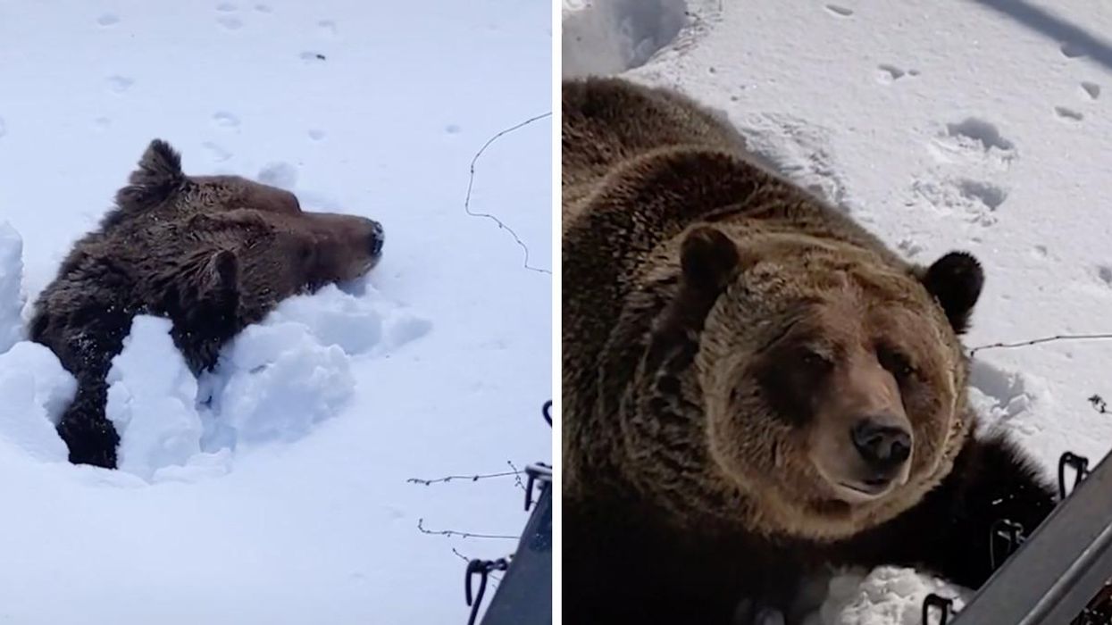 A bear coming out of hibernation at Kicking Horse Mountain Resort in B.C.