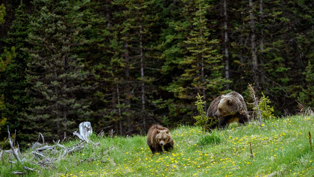 A Bear Encounter In Alberta Had A Man Airlifted From A Mountaintop