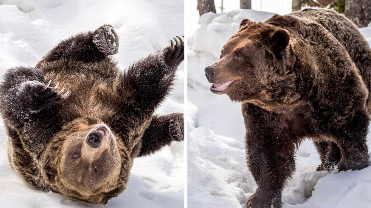 A bear playing in the snow. Right: A bear smiling and walking.