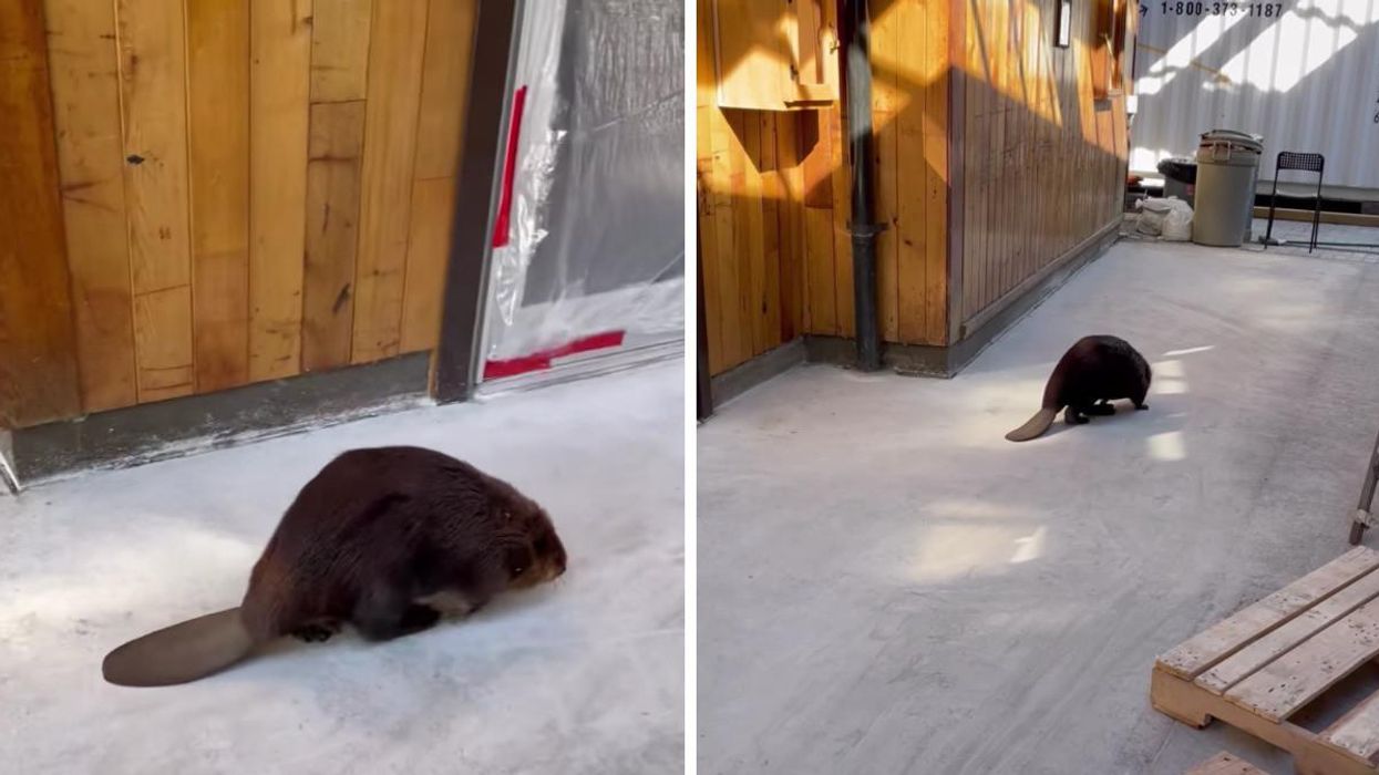 A beaver walking through a cafe in Vancouver.