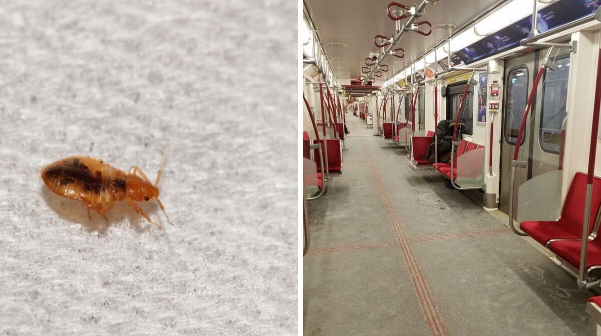 A bed bug. Right: An inside view of a TTC subway car.