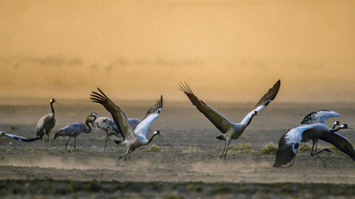 A Bird Flu Outbreak Just Killed 5,000 Cranes In Israel's Worst-Ever Wildlife Disaster