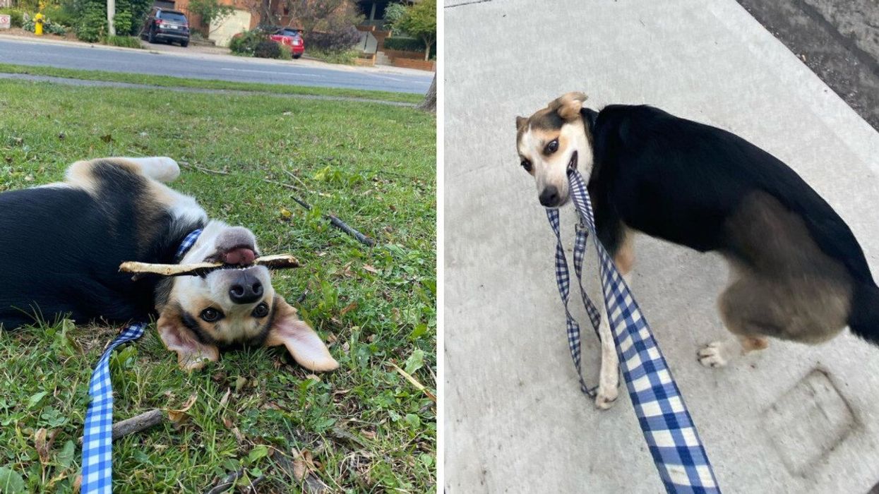 A black and tan dog lies upside down chewing a stick. Right: A black and tan dog pulls at her own leash with her teeth on a city sidewalk.