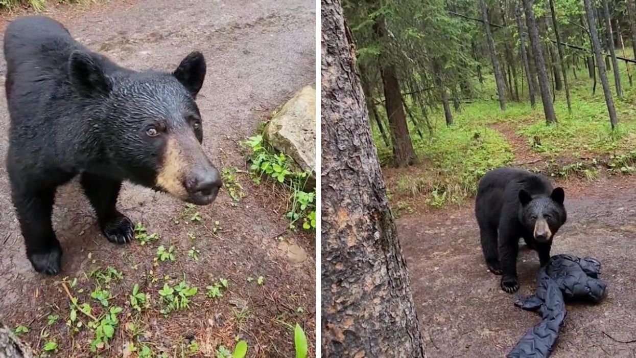 A black bear in Alberta. Right: A black bear that stole a hikers jacket.