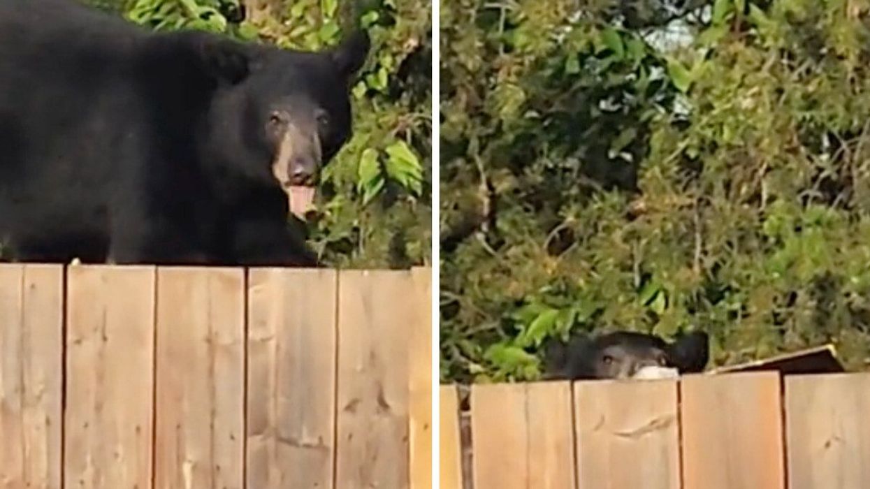 A black bear sticks out its tongue to the camera. Right: The tip of a bear's head can be seen behind a fence as it goes dumpster diving.