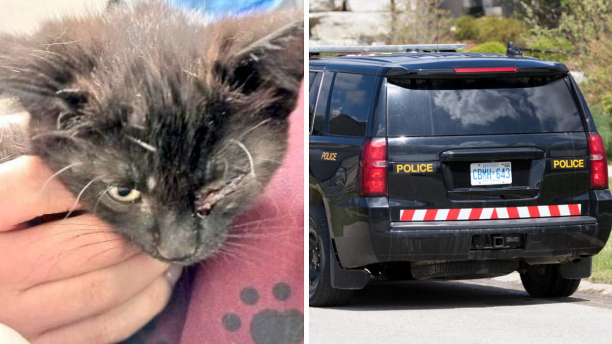 A black cat. Right: OPP car.